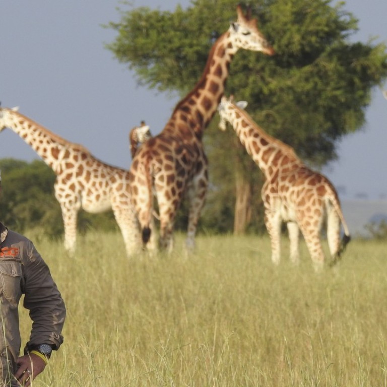 Giraffe expert raises fears the animal faces extinction if conservation ...