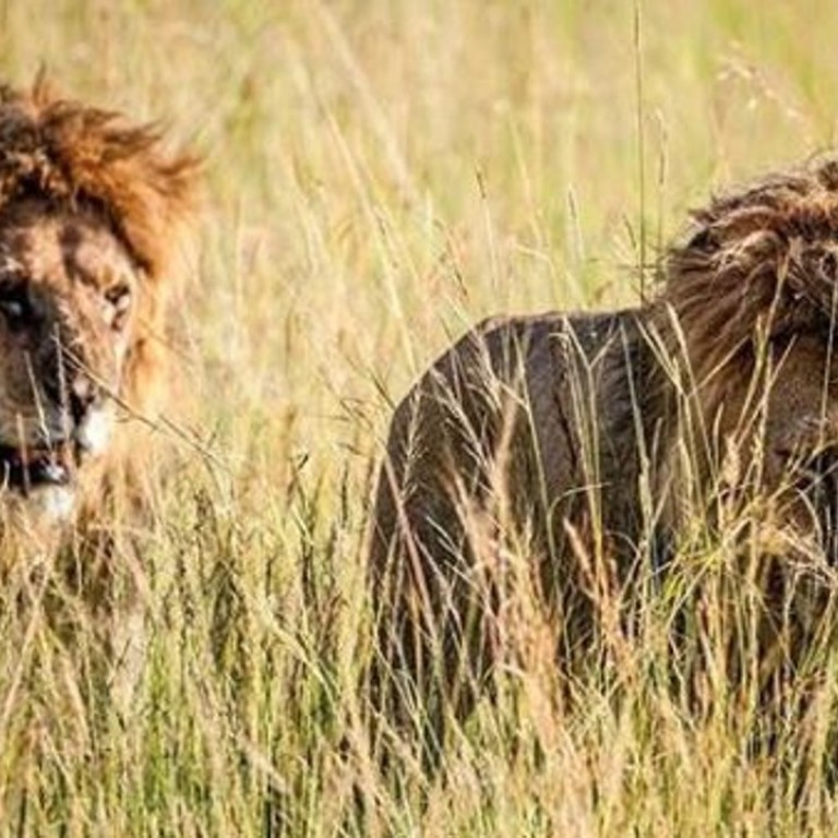 Close encounters with wildlife in Africa are the perfect opportunities to hone your photography skills. Photo: Instagram