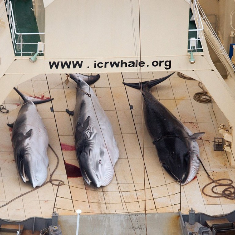 Iwc whaling ban online