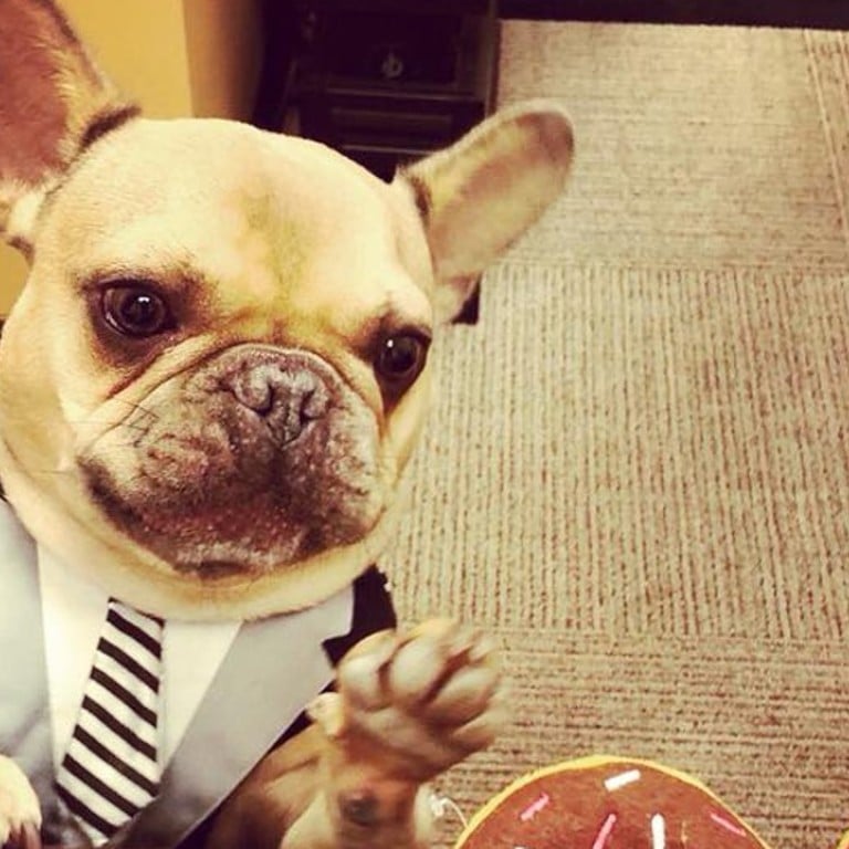 Wellington the French bulldog at the Crowne Plaza Manhattan helps residents to relax ‘even on the most stressful of days’.