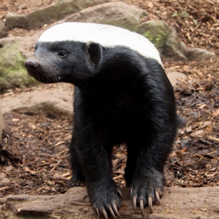 The Honey Badger Returns For Tradie's Range Of Bamboo Undies Via The  Incubator - B&T