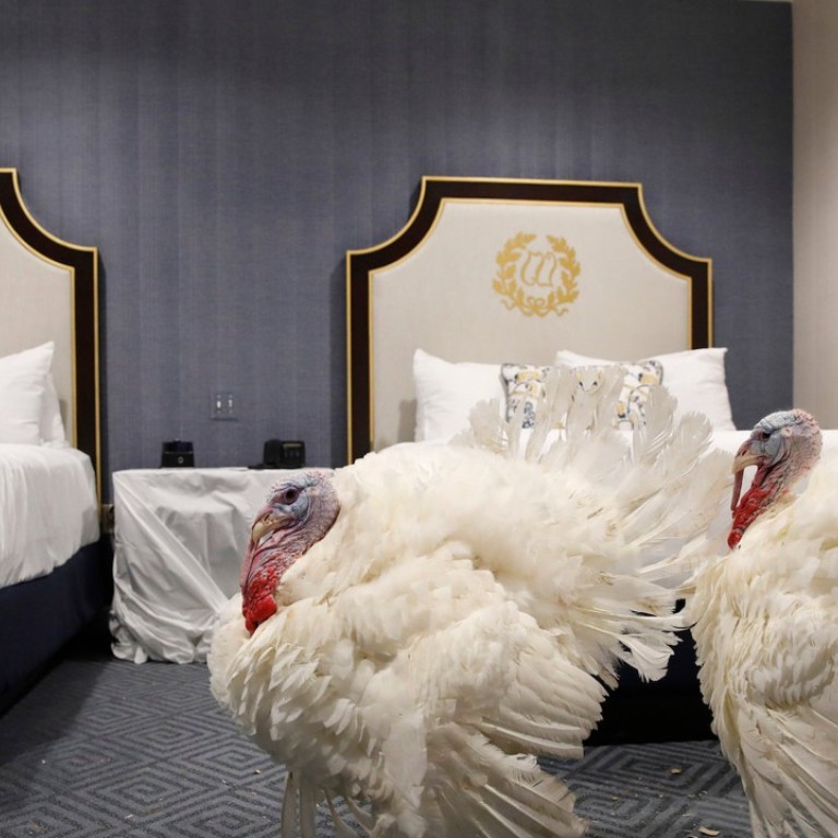 Two turkeys, one weighing 39 pounds (18kg) named Peas, and the other, weighing 41 pounds, named Carrots, relax in a Washington hotel room in the United States after receiving a traditional pardon by the US president, which means they will live safely on a farm – and never be eaten for Thanksgiving. Photo: AP