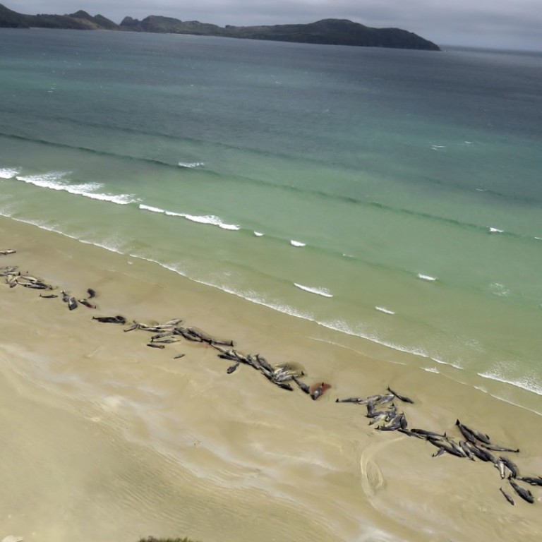 145 Whales Die After Becoming Stranded On New Zealand Island | South ...