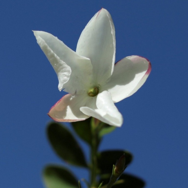 Unesco has added the skills linked to cultivating flowers and blending fragrances in Grasse, France – where jasmine (above) and other fragrant blooms flourish – to its list of protected treasures. Photo: Reuter