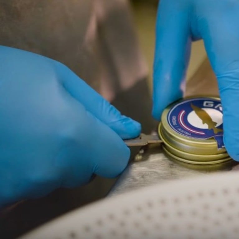 Strottarga Bianco caviar comes from Siberian Albino Sturgeon raised by the Grüll family in Salzburg, Austria.