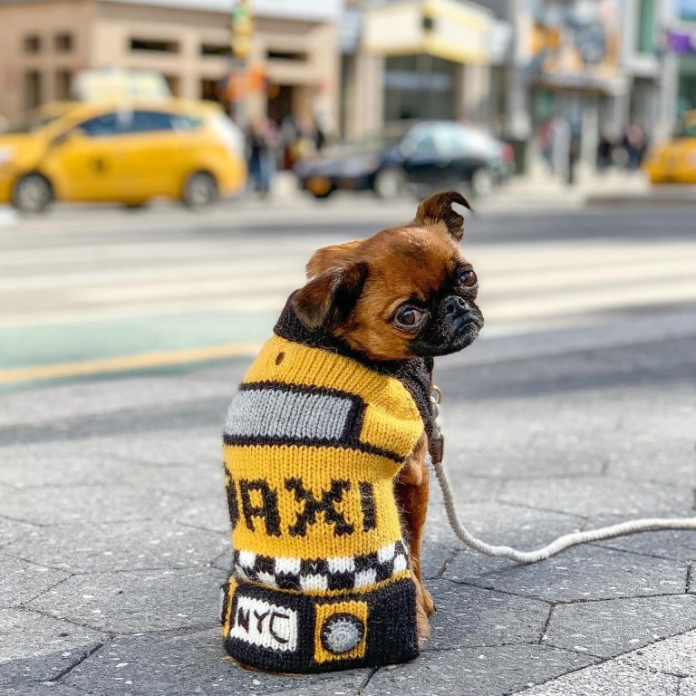 Pet influencers with about one million Instagram followers can earn between US$10,000 and US$16,000 from brands for posting a single photograph of their animal. Photo: Instagram @brussels.sprout