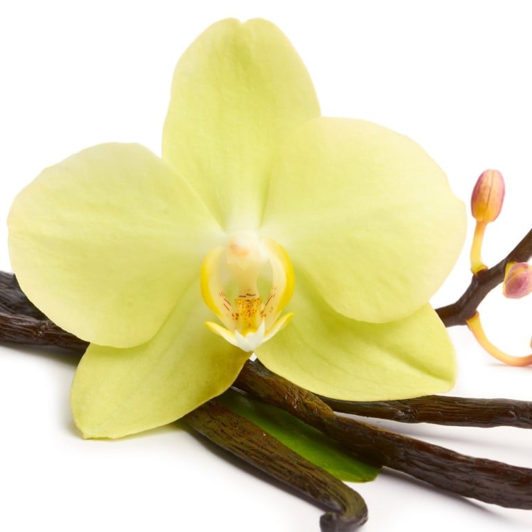 Vanilla is harvested from the vanilla orchid, which blooms for only a few hours a year, leaving little time for pollination.