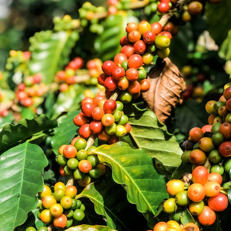 Coffee beans from Taiwan are exported to Japan’s Goodman Coffee because of their aromatic flavours.