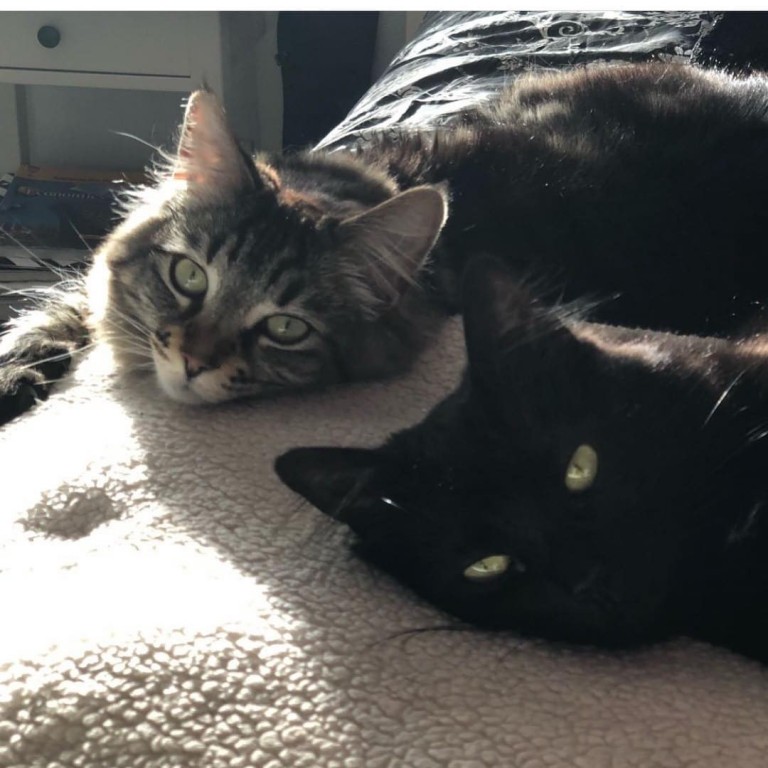Troy Good needed a place for his daughter’s beloved cats to live while she moved away to college. The two felines now have an entire apartment in Silicon Valley to themselves. Photo: Instagram @tina_and_louise