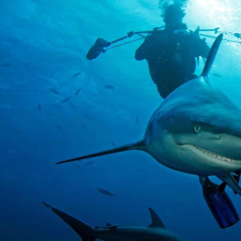 Diving with sharks off the coast of South Africa. Photo: Solent News/Rex/Shutterstock