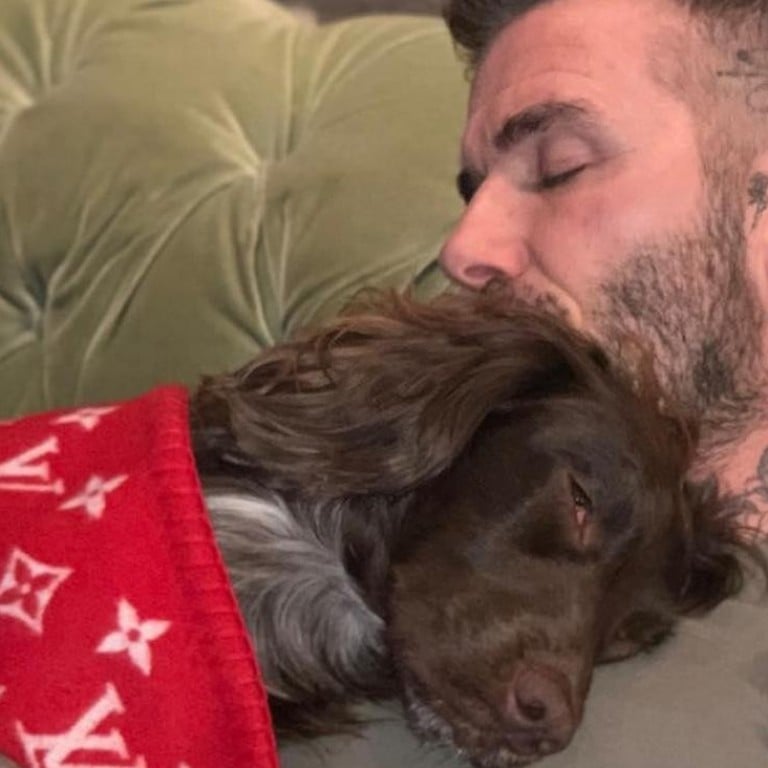 This photo of David Beckham napping with his pooch has gone viral, and has attracted several comments about his pampered pooch’s designer blanket.