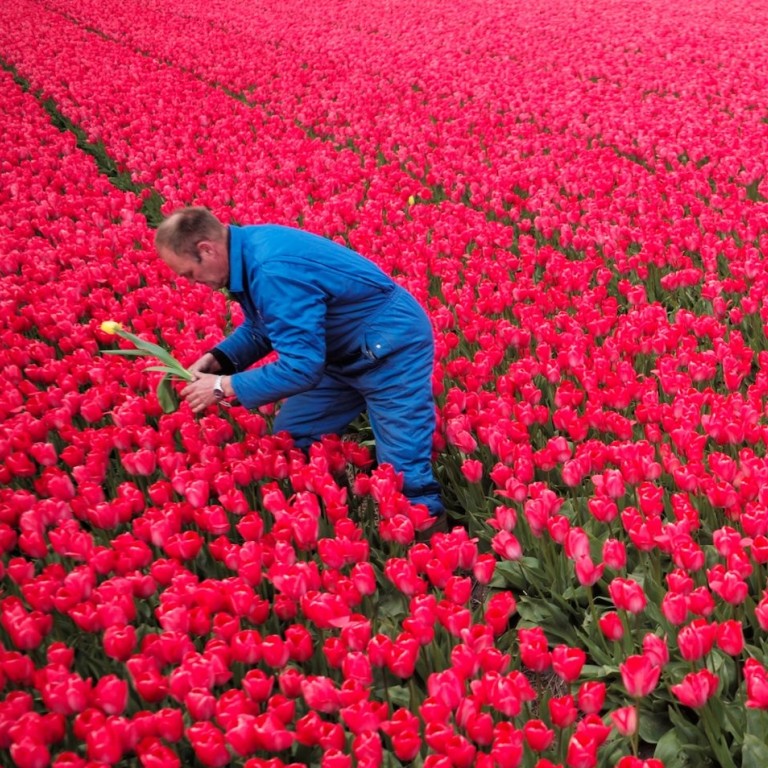 The Netherlands, where the people take their flowers seriously, is ranked eighth in the world for attracting talent in business, according to a survey conducted by French business school INSEAD and tech firms Adecco and Tata Communications. Photo: Reuters