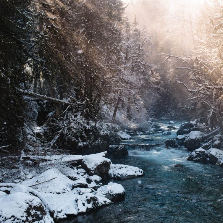 Tigers, Dragons and Pigs could do with unplugging on a holiday in the remote Canadian wilderness. Photo: Shayd Johnson / Unsplash