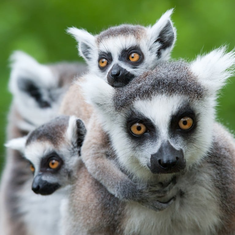 Up close with lemurs in Madagascar, organised by Scott Dunn