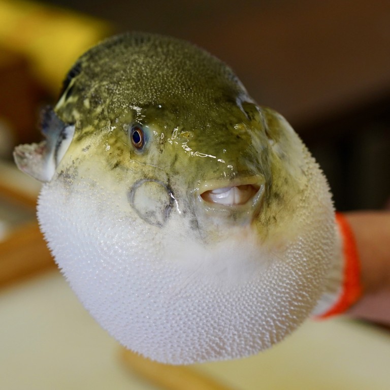 Pufferfish in China: diners lured by delicacy now country has bred