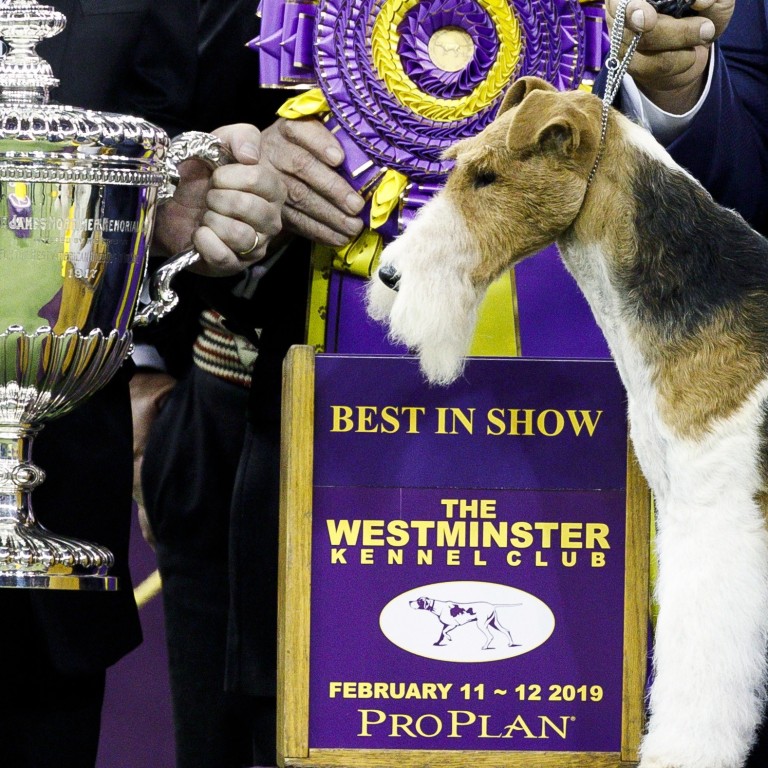 Wire fox terrier westminster store 2019