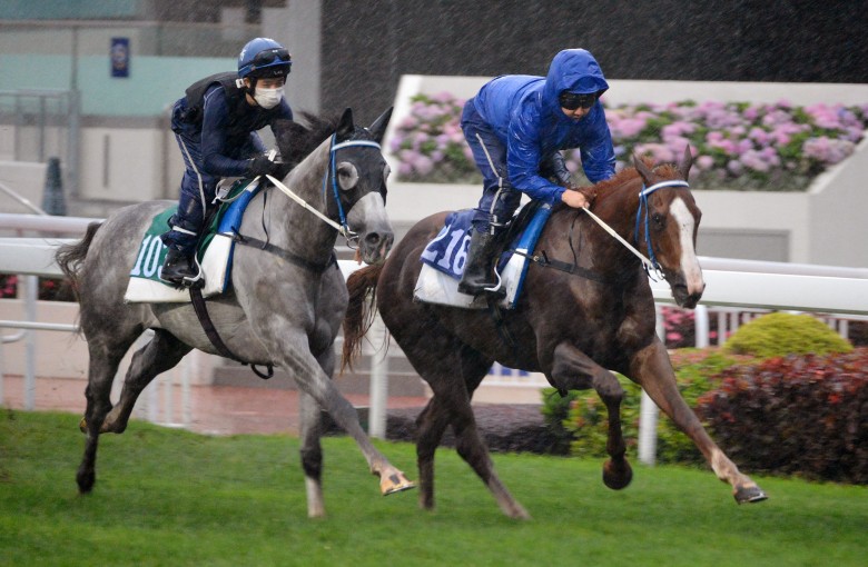 Senor Toba (left) and Sky Field tune up for their Group assignments this weekend. Photo: Kenneth Chan