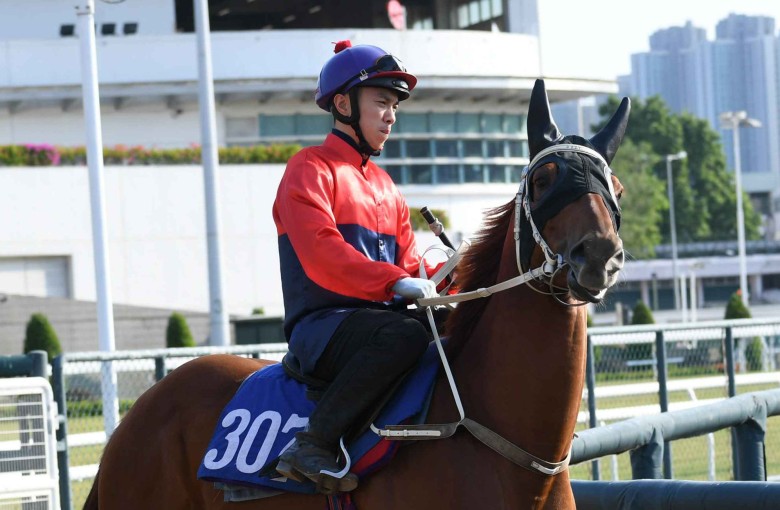 Angus Chung gets to know Viva Popcorn ahead of his Happy Valley race debut aboard the Tony Cruz-trained horse on Wednesday. Photos: Kenneth Chan