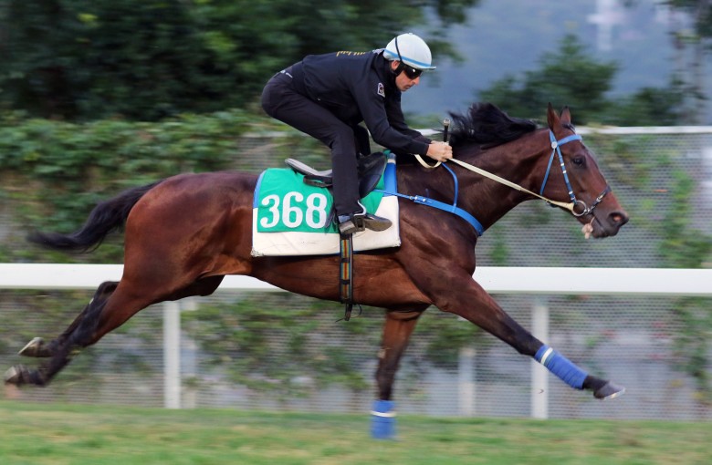 Hugh Bowman gallops Caspar Fownes-trained imported entire Viva Chaleur at Sha Tin on Thursday ahead of today’s Class Three (Restricted) Lung Fu Shan Handicap (1,600m). Photos: Kenneth Chan