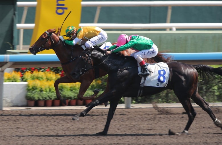 David Hayes backs Bustling City to bounce back from shock $1.4 defeat ...