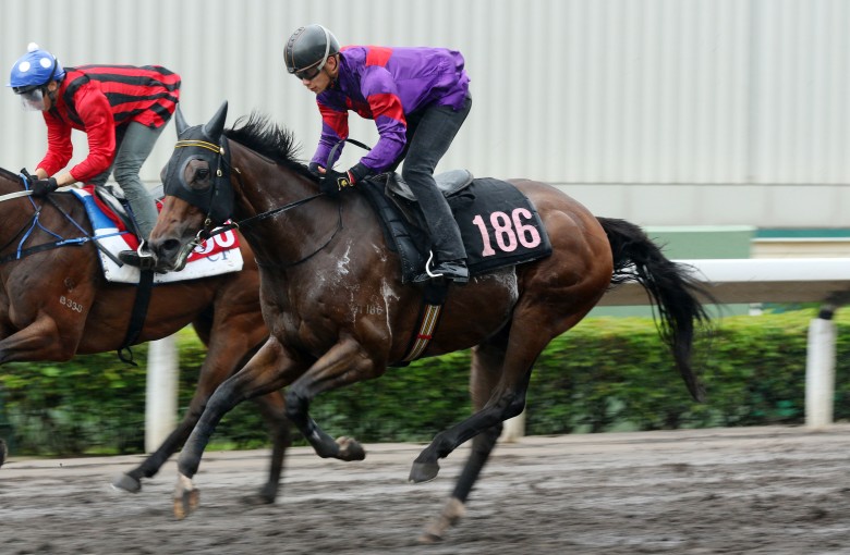 Fight Hero trials at Sha Tin last month. Photos: Kenneth Chan