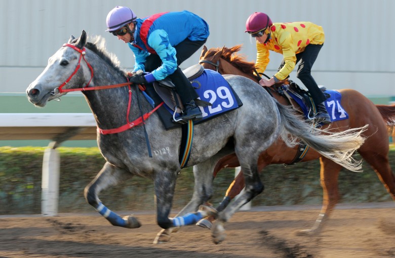 His Irish Form Is Too Darn Hot So Expectations Are High For Decrypt Hk Racing South China Morning Post