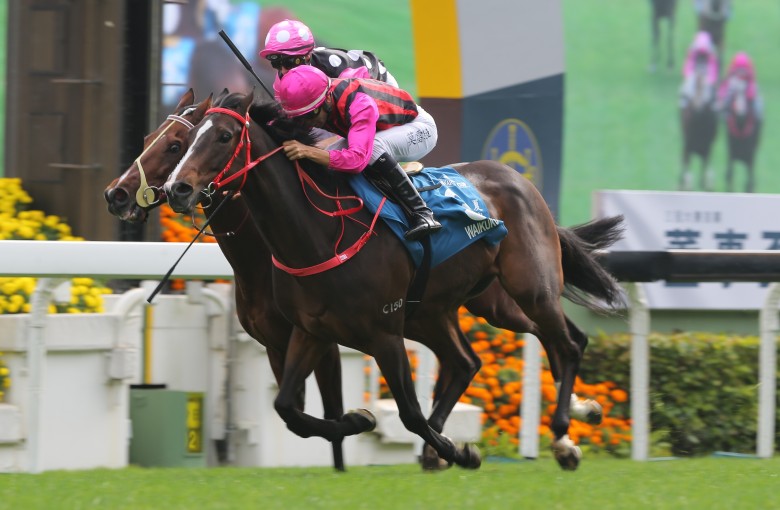Waikuku wins the Group One Stewards' Cup in January. Photos: Kenneth Chan