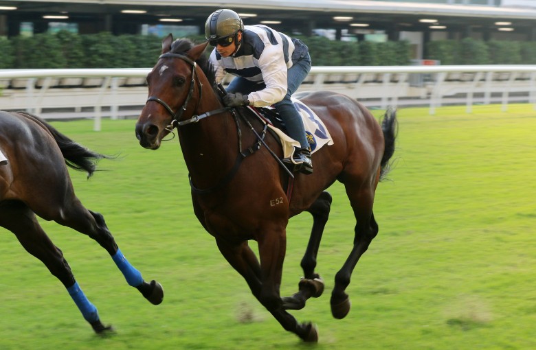 Chilean import Panfield trials under Alexis Badel. Photos: Kenneth Chan