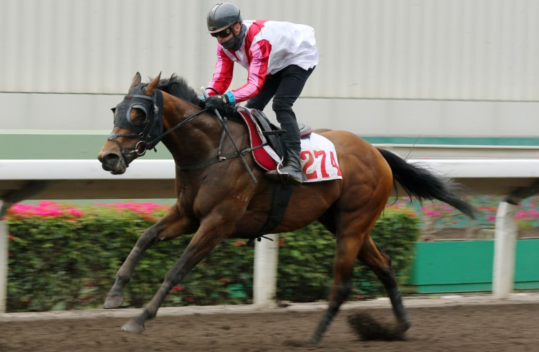 Tony Piccone trials Congratulation at Sha Tin on Tuesday morning. Photos: Kenneth Chan