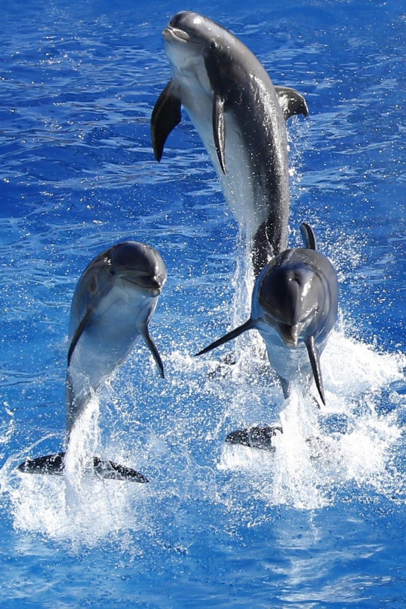 Dolphins May Remember Personal Experiences