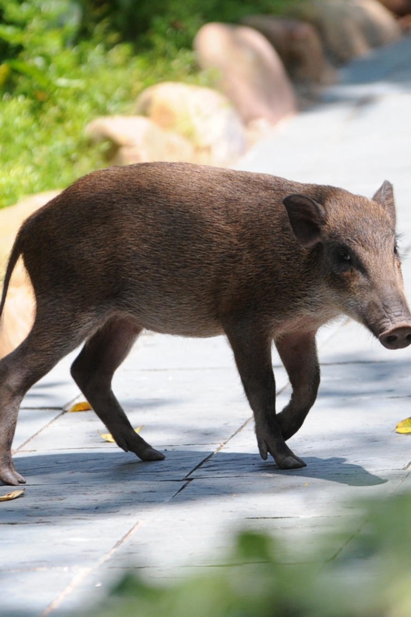 These little piggies went to Ocean Park: Wild piglets cause