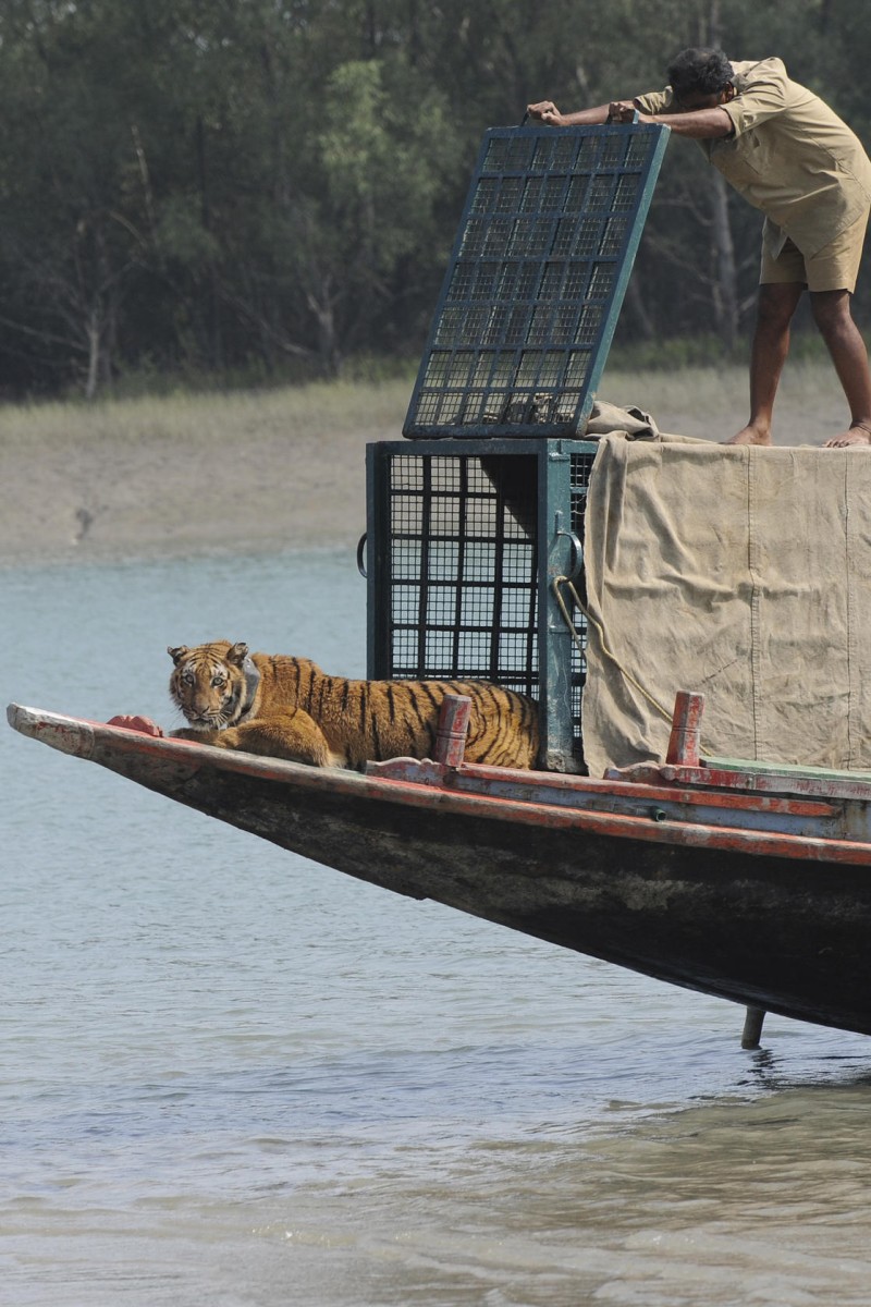 Do not lie': Tigers in 'dangerous territory' after 'slippery