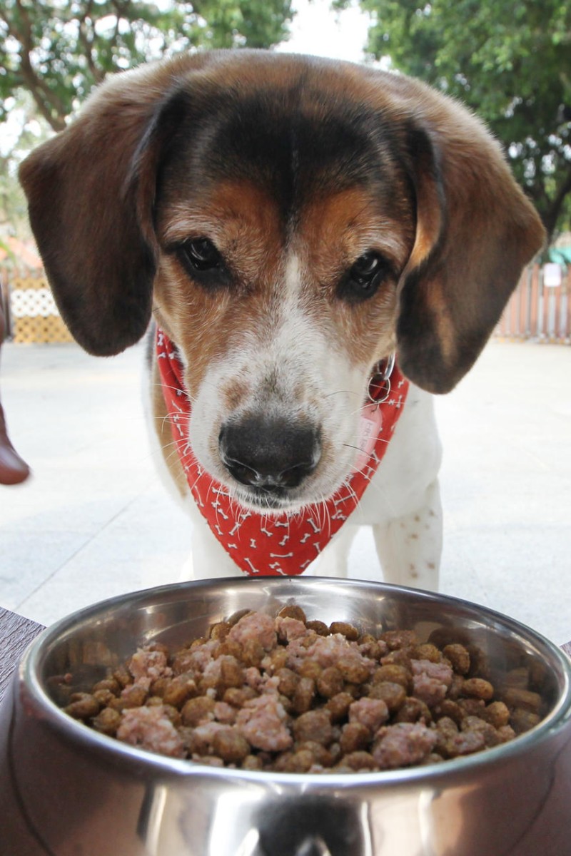 Cancer causing toxin found in Hong Kong pet food sparks alarm