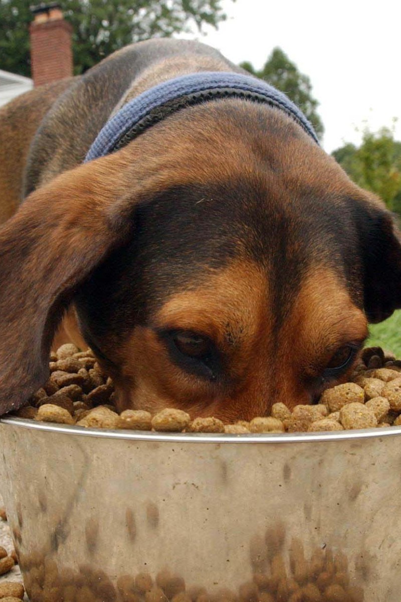 Give your pets dried food despite discovery of cancer toxins vets