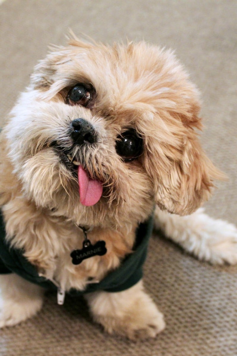 An Interview With Boo: The World's Cutest Dog