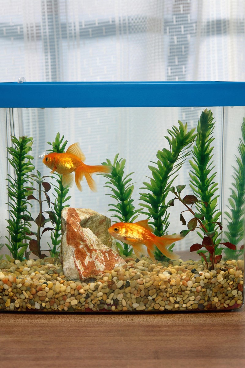 Fish Tank Care  Tropical Fish Hobbyist Magazine