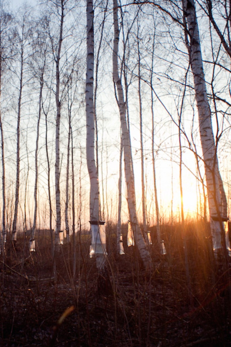 Forget Coconut Water: Why We'll All Be Drinking Water From Birch Trees This  Summer