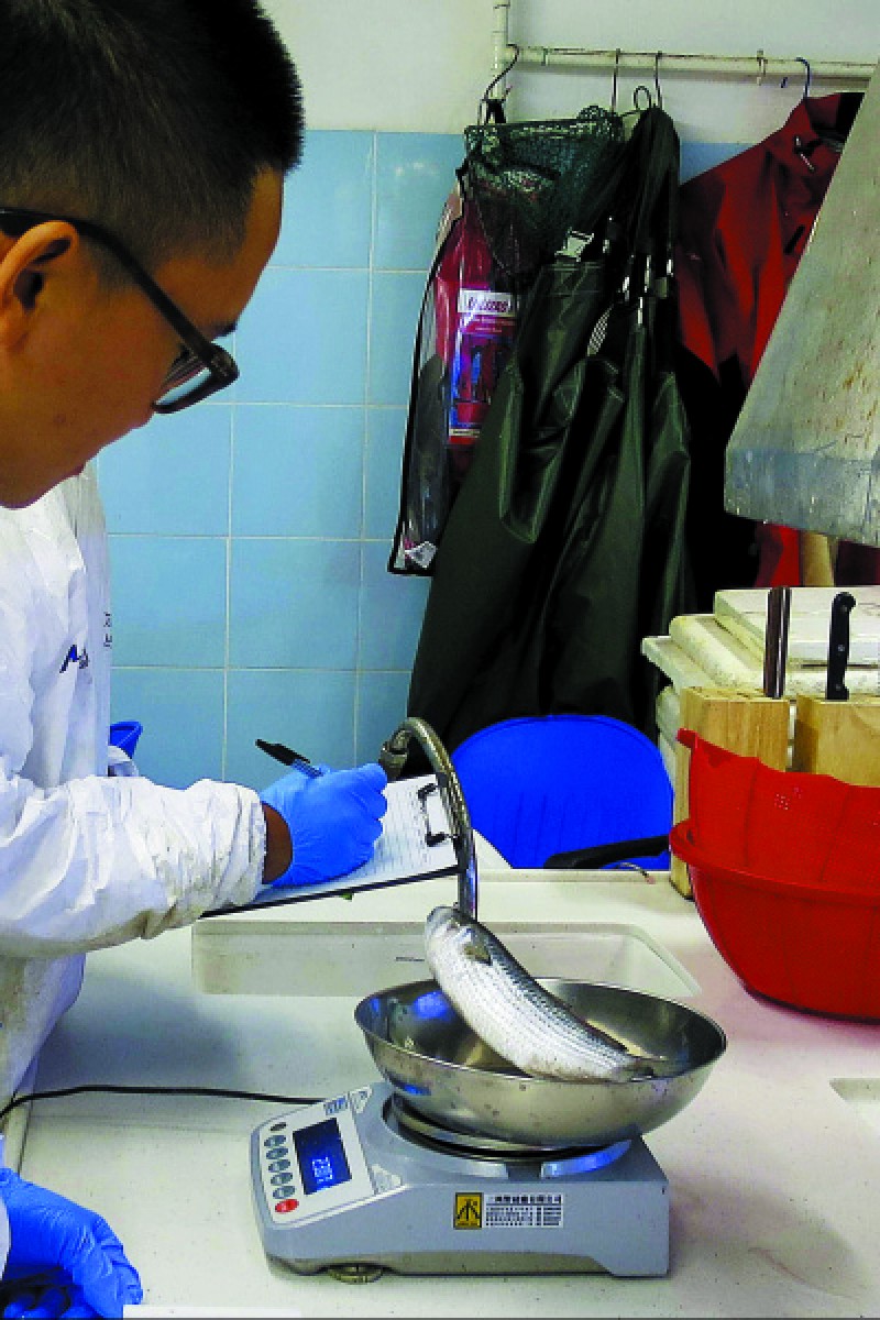 The true price of Hong Kong's insatiable appetite for seafood