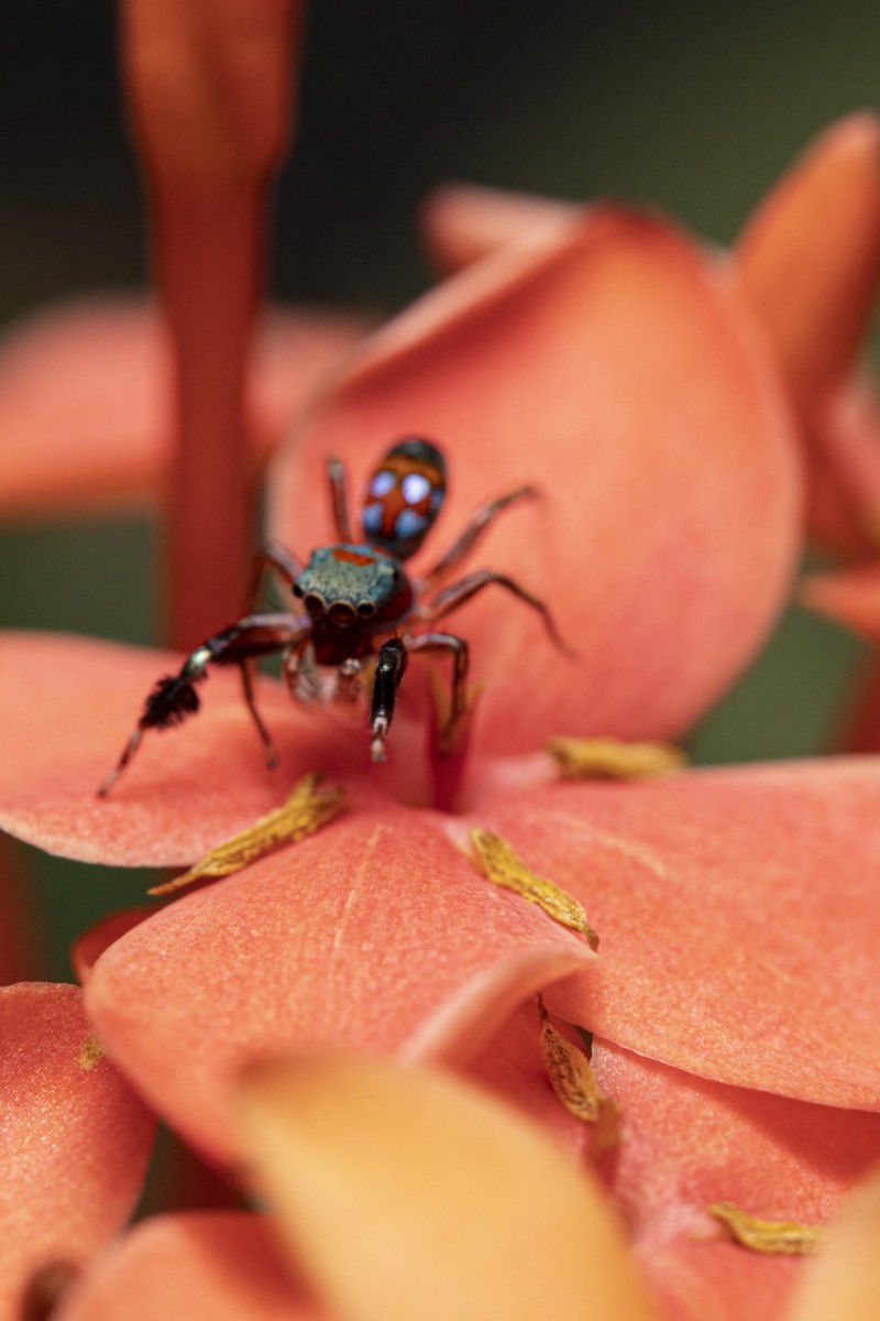 Meet the tiny jumping spider that walks like a feisty ant to evade  predators