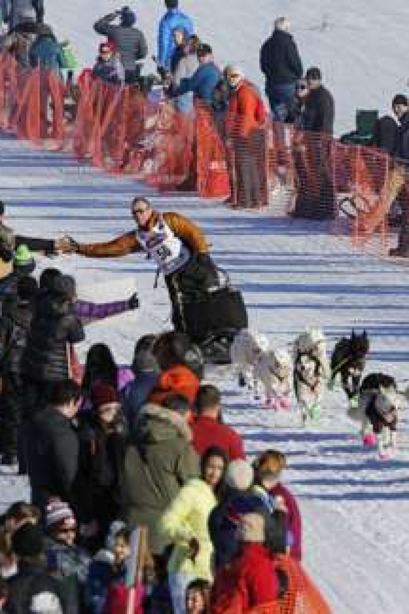 Arrest after snowmobiler mows down sled dogs at Iditarod race in