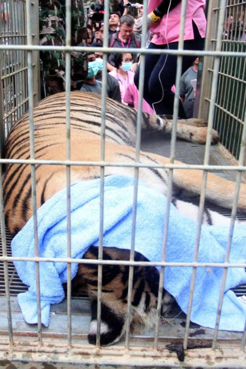 Bodies of 40 tiger cubs found in Thai temple freezer