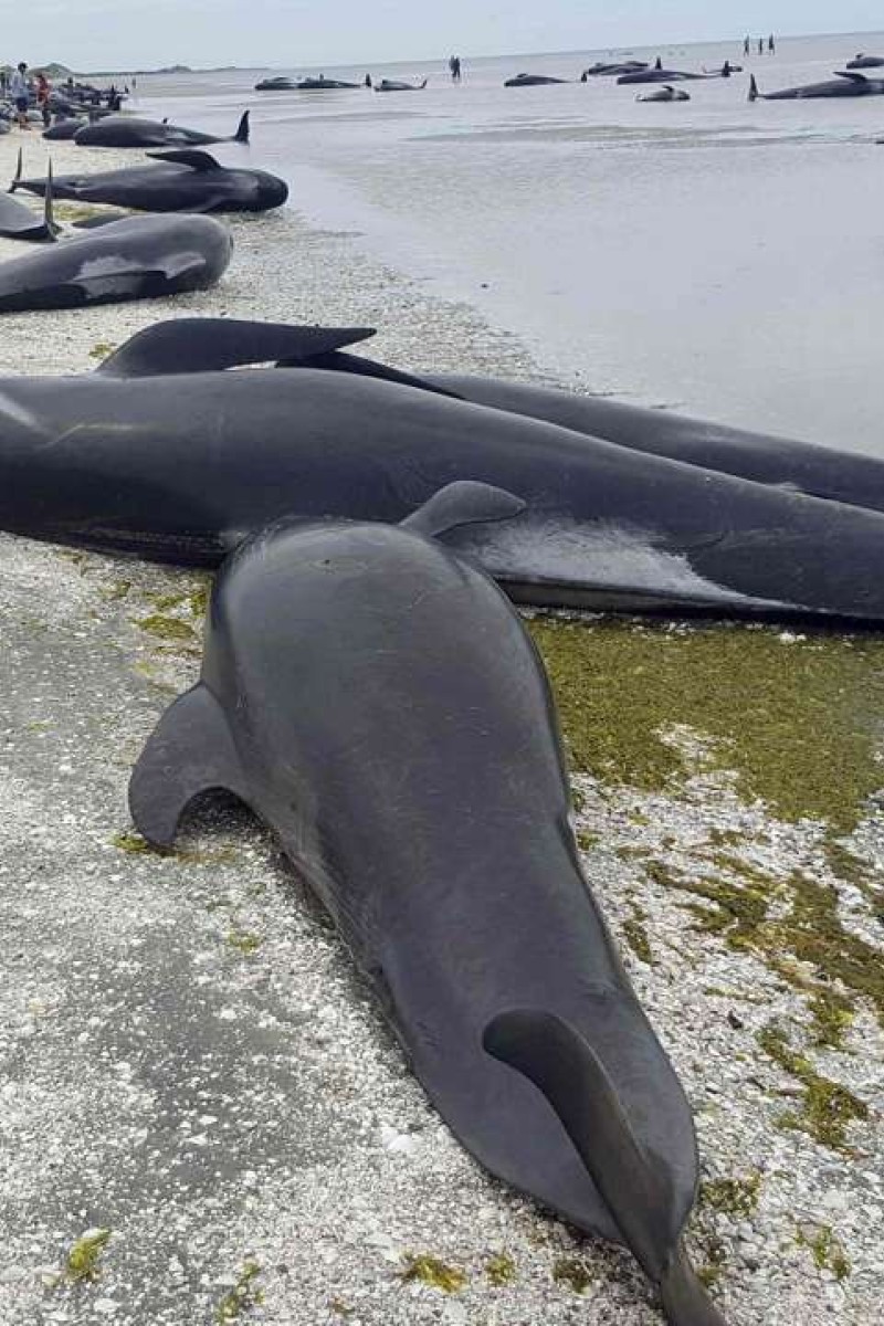 New Zealand whales: Authorities to move 300 carcasses - BBC News