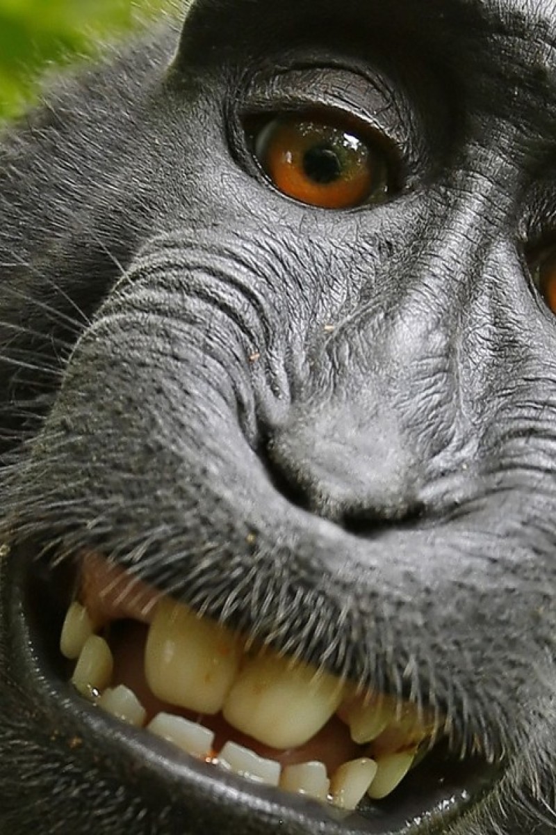 Should A Monkey Own A Copyright? : 13.7: Cosmos And Culture : NPR