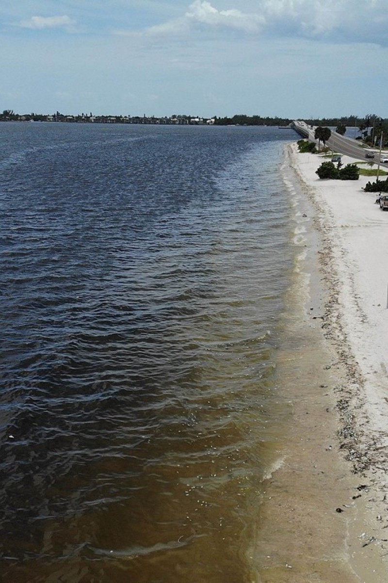 Florida's Red Tide Is Decimating Marine Plants