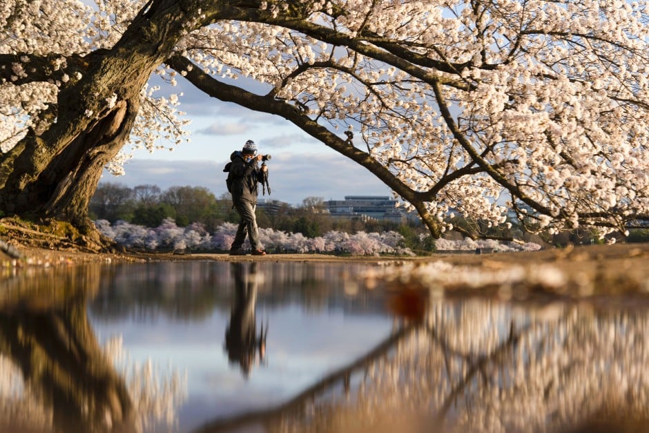 Washington And London S Iconic Cherry Blossoms Are Once Again In Full Bloom South China Morning Post