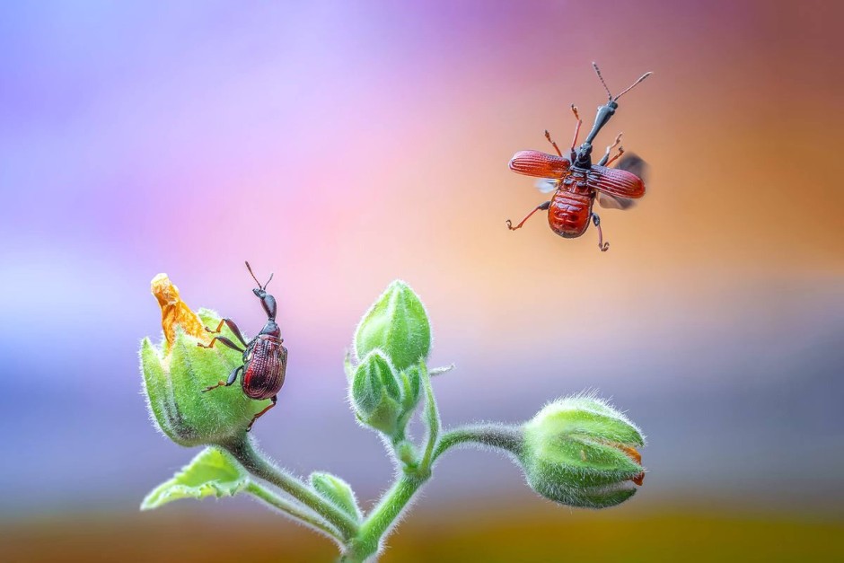 Macro Art International Garden Photographer Of The Year 2021 South China Morning Post International Garden Photographer, Garden Art International