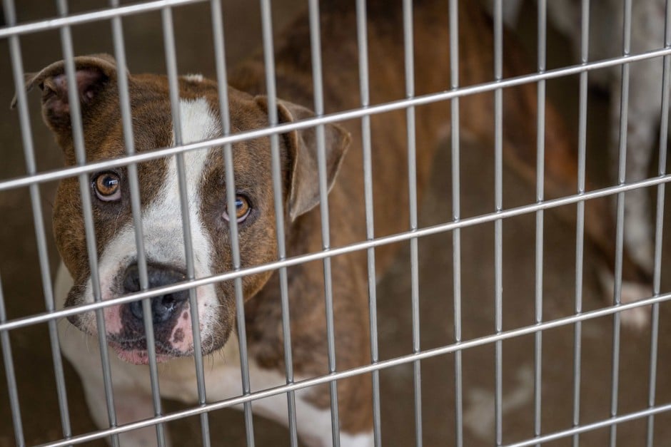 Should A Dog Be Kept In A Cage should-a-dog-be-kept-in-a-cage