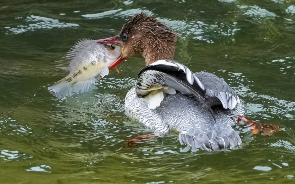 Are Ducks Endangered are-ducks-endangered