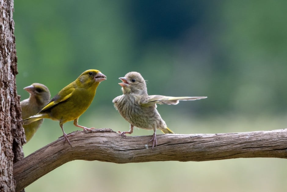 Wildlife Photographer of the Year 2023: The winning images