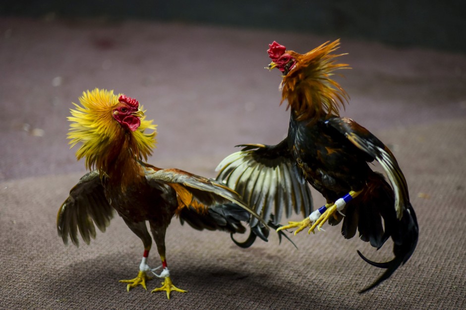 The Magnificent Photographs of Roosters During Fighting Looking so good  Fighting  rooster Rooster Rooster art